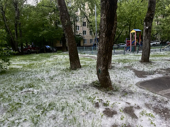 Тополиный пух и одна искра: опасное сочетание