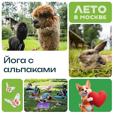 Если обычная йога кажется слишком спокойной — просто добавь альпаку.